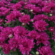 Load image into Gallery viewer, Mum - 2 Gallon

