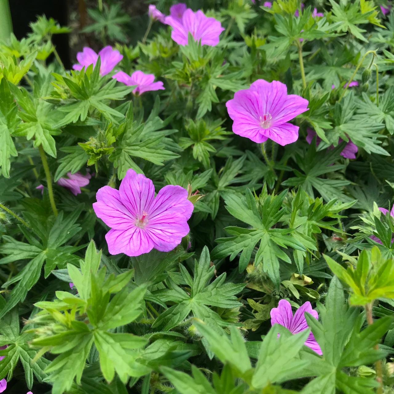 Geranium 'Blushing Turtle'