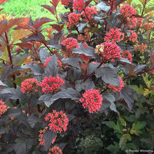 Load image into Gallery viewer, Physocarpus Ginger Wine®
