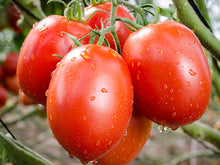 Load image into Gallery viewer, Tomato &#39;Roma Plum&#39;
