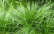 Load image into Gallery viewer, Carex pensylvanica
