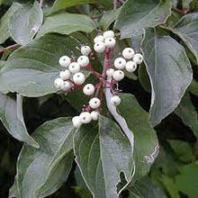 Load image into Gallery viewer, Gray Dogwood
