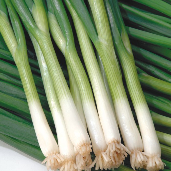 Onion 'Green Banner Bunching' 6-pack