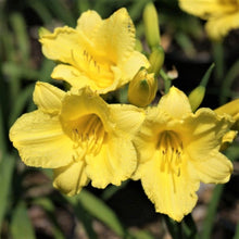 Load image into Gallery viewer, Daylily 'Happy Returns'
