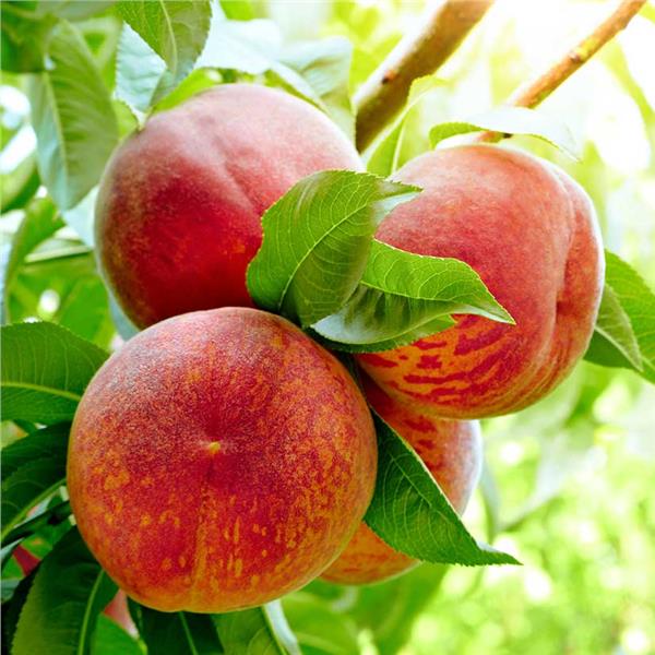 Peach Tree 'Harvester Dwarf'