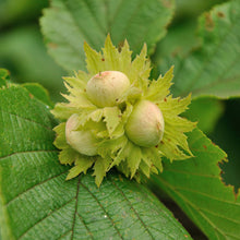 Load image into Gallery viewer, American Hazelnut
