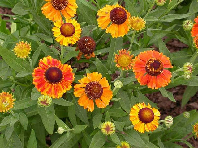 Helenium 