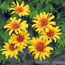 Load image into Gallery viewer, Heliopsis &#39;Burning Hearts&#39;
