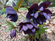 Load image into Gallery viewer, Helleborus 'Dark and Handsome'
