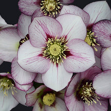 Load image into Gallery viewer, Helleborus Honeymoon® 'French Kiss'
