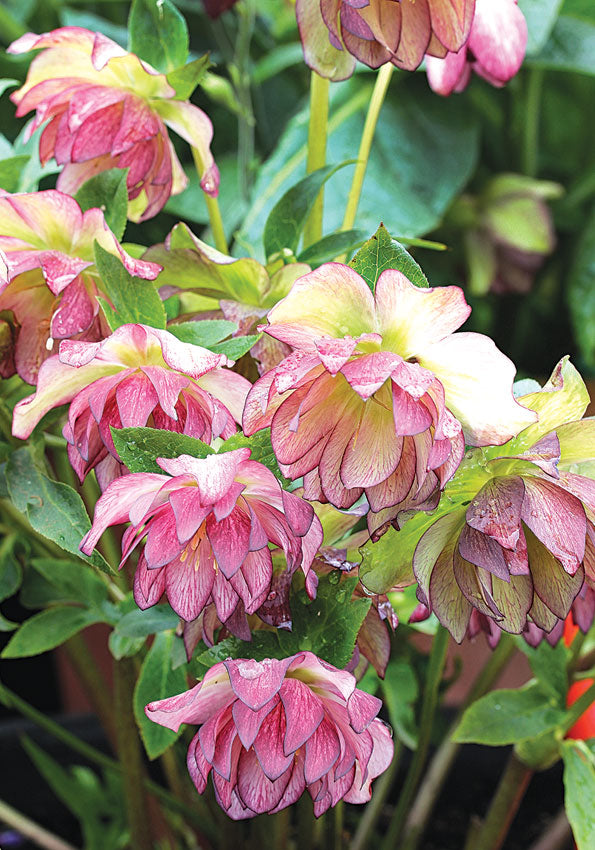 Helleborus 'Peppermint Ice'