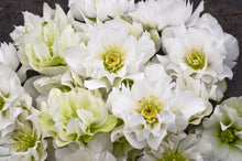 Load image into Gallery viewer, Helleborus 'Wedding Bells'
