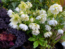 Load image into Gallery viewer, Helleborus 'Wedding Bells'
