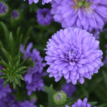 Load image into Gallery viewer, Annual Aster- 9&quot;
