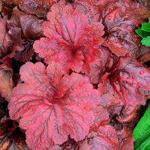 Load image into Gallery viewer, Heuchera 'Fire Alarm'
