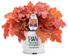 Load image into Gallery viewer, Heuchera Primo® &#39;Peachberry Ice&#39;
