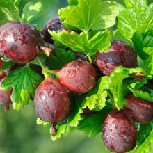 Load image into Gallery viewer, Gooseberry 'Hinnomaki'
