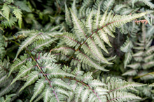 Load image into Gallery viewer, Fern &#39;Japanese Painted&#39;
