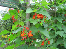 Load image into Gallery viewer, Scarlet Runner Bean
