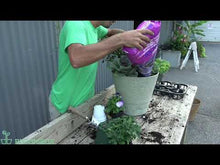 Load and play video in Gallery viewer, &#39;Purple Peppers&#39; DIY Container Kit
