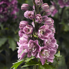 Load image into Gallery viewer, Delphinium Delphina™ &#39;Rose White Bee&#39;
