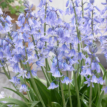 Load image into Gallery viewer, Hyacinthoides &#39;Blue&#39;
