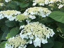 Load image into Gallery viewer, Hydrangea &#39;Haas&#39; Halo&#39;

