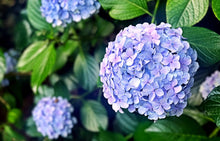 Load image into Gallery viewer, Hydrangea &#39;Endless Summer&#39;
