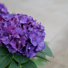 Load image into Gallery viewer, Hydrangea 'Wee Bit Grumpy'
