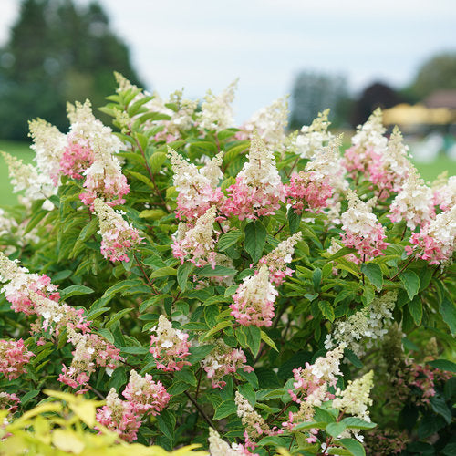 Hydrangea 'Pinky Winky Prime'