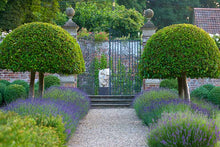 Load image into Gallery viewer, Lavender &#39;Hidcote&#39;
