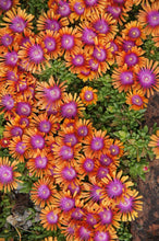 Load image into Gallery viewer, Delosperma &#39;Fire Spinner®&#39;
