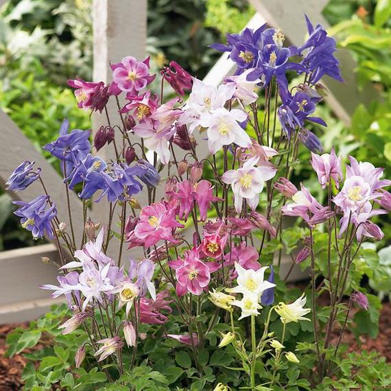 Aquilegia 'Biedermeier'