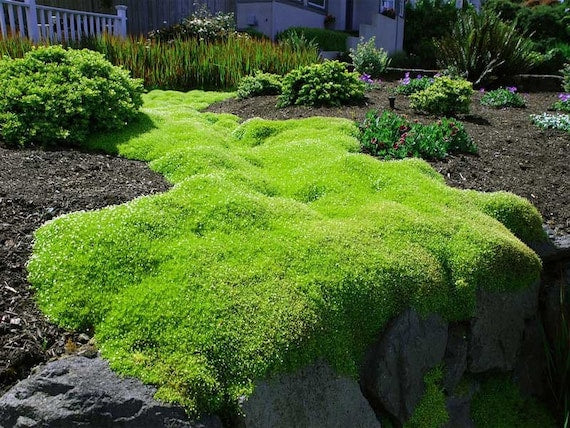 Sagina 'Scotch Moss'