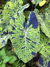 Load image into Gallery viewer, Colocasia &#39;Mojito&#39; (Elephant Ears)
