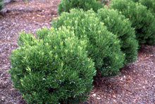Load image into Gallery viewer, Ilex Glabra 'Shamrock'
