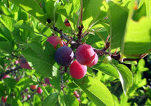 Load image into Gallery viewer, Beach Plum
