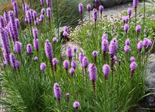 Load image into Gallery viewer, Liatris spicata
