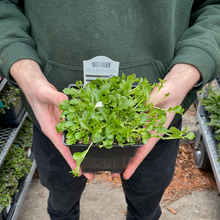 Load image into Gallery viewer, Mazus 'Albus'
