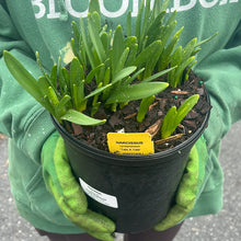 Load image into Gallery viewer, Daffodil &#39;Tete a Tete&#39;

