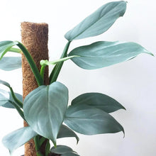 Load image into Gallery viewer, Philodendron &#39;Silver Sword&#39;

