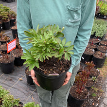 Load image into Gallery viewer, Peony 'Alba Plena'
