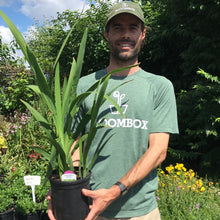 Load image into Gallery viewer, Crocosmia 'Orange Pekoe'
