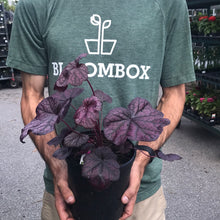 Load image into Gallery viewer, Heuchera &#39;Grape Expectations&#39;
