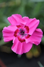 Load image into Gallery viewer, Dianthus American Pie® ‘Bumbleberry Pie’
