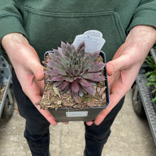 Load image into Gallery viewer, Sempervivum 'Royal Ruby'
