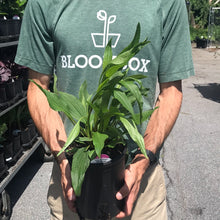 Load image into Gallery viewer, Echinacea &#39;Hot Papaya&#39;
