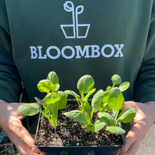 Load image into Gallery viewer, Brussels Sprouts &#39;Jade Cross&#39; 6-pack
