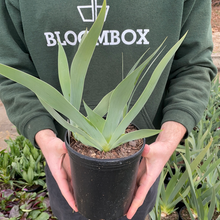 Load image into Gallery viewer, German Iris 'My Friend Johnathan'
