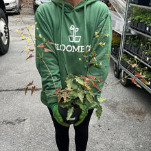 Load image into Gallery viewer, Epimedium 'Spine Tingler'
